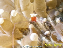 Mushroom Coral Shrimp - Cuapetes kororensis by Hansruedi Wuersten 